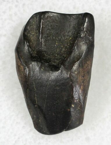 Triceratops Shed Tooth - Montana #20575